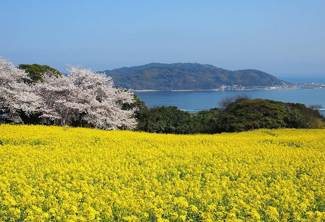 🌸 노코노시마 아일랜드 파크 (노코노시마 아이란도파쿠) 이미지 4